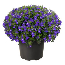 Лобелія черешкова  Masterpiece Blue with Eye, 25 шт, Benary
