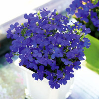 Лобелія черешкова  Aqua Blue, 1 г (+-32 000), Takii