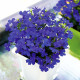 Лобелія черешкова  Aqua Blue, 1 г (+-32 000), Takii