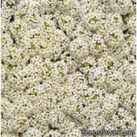  Алісум морський Wonderland™: White, 100 шт, Benary