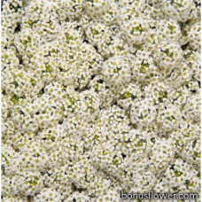 Алісум морський Wonderland™: White, 500 шт, Benary