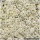 Алісум морський Wonderland™: White, 500 шт, Benary