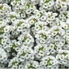Алісум морськ  CLEAR CRYSTAL WHITE, 10 шт, PanAmerican 
