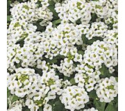 Алісум морський - Alyssum (Lobularia maritima)