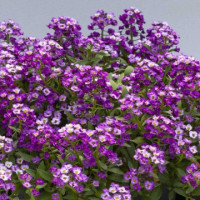 Алісум морськ North Face Lavender, 100 шт, Floranova