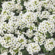 Алісум морськ EASTER BONNET WHITE, 250 шт, PanAmerican