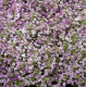 Алісум морський Wonderland™: Blue, 2500  шт, Benary