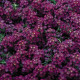 Алісум морський Wonderland™: Deep Purple, 500  шт, Benary