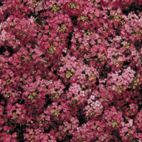  Алісум морський  Wonderland™: Deep Rose, 10 шт, Benary