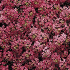 Алісум морський  Wonderland™: Deep Rose, 10 шт, Benary