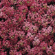 Алісум морський  Wonderland™: Deep Rose, 10 шт, Benary