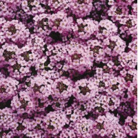  Алісум морський Wonderland™: Lavender, 10 шт, Benary