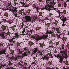  Алісум морський Wonderland™: Lavender, 1000 шт, Benary