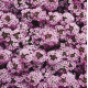 Алісум морський Wonderland™: Lavender, 10 шт, Benary
