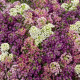 Алісум морський  Wonderland™: Mix, 500 шт, Benary