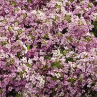  Алісум морський Wonderland™: Pink, 1000 шт, Benary