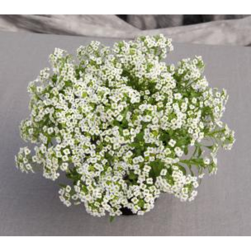 Алісум морський - Giga: White, 100 шт, Benary