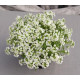 Алісум морський - Giga: White, 100 шт, Benary