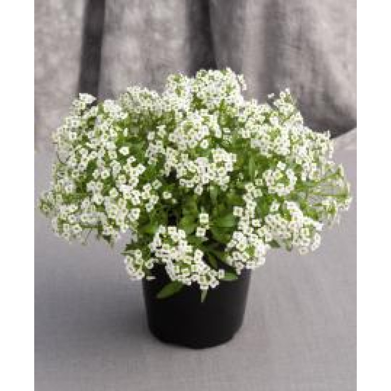 Алісум морський - Giga: White, 100 шт, Benary