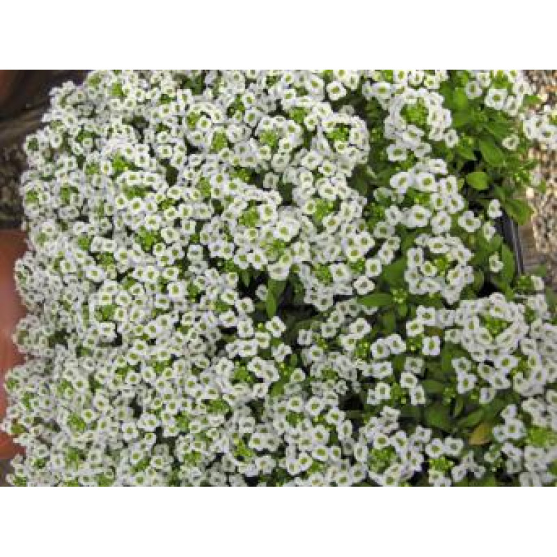 Алісум морський - Giga: White, 100 шт, Benary
