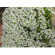 Алісум морський - Giga: White, 100 шт, Benary