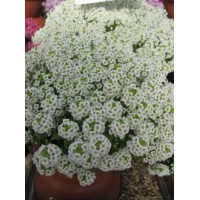 Алісум морський - Giga: White, 500 шт, Benary