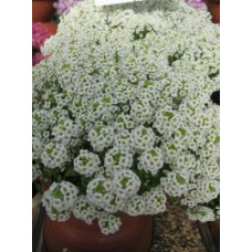  Алісум морський - Giga: White, 10 шт, Benary