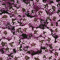 Алісум морський Wonderland™: Lavender, 2500 шт, Benary