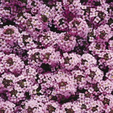 Алісум морський Wonderland™: Lavender, 500 шт, Benary