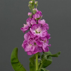Левкой (поле,зріз) MATHILDA  Rose, 250 шт, PanAmerican