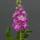 Левкой (поле,зріз) MATHILDA  Rose, 250 шт, PanAmerican