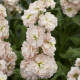 Левкой для теплиц AIDA APRICOT