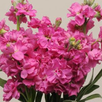 Левкой KATZ ROSE BRIGHT, 50 шт, PanAmerican