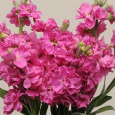 Левкой KATZ ROSE BRIGHT, 50 шт, PanAmerican