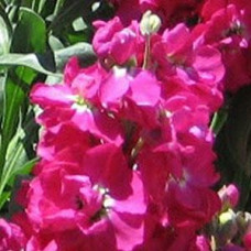Левкой(Матіола) (поле,зріз) COLUMN AMERICAN BEAUTY SELECT, 5000 шт, PanAmerican
