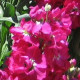 Левкой(Матіола) (поле,зріз) COLUMN AMERICAN BEAUTY SELECT, 5000 шт, PanAmerican