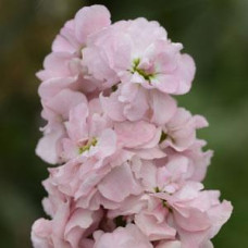 Левкой (поле,срез) COLUMN APPLEBLOSSOM