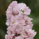 Левкой (поле,срез) COLUMN APPLEBLOSSOM
