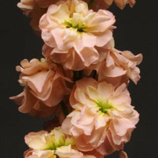 Левкой (поле,зріз) COLUMN APRICOT, 1000 шт, PanAmerican