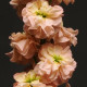 Левкой (поле,зріз) COLUMN APRICOT, 5000 шт, PanAmerican