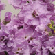 Левкой (поле,срез) COLUMN  LILAC LAVENDER