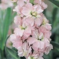 Левкой (поле,срез) COLUMN MALMAISON PINK