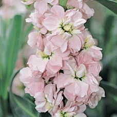Левкой (поле,срез) COLUMN MALMAISON PINK