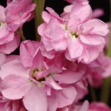 Левкой (поле,срез) COLUMN ROSE PINK