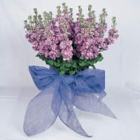 Левкой для теплиц FIGARO LAVENDER