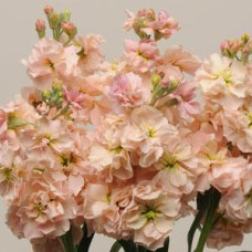 Левкой KATZ APRICOT, 1000 шт, PanAmerican