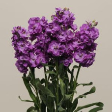 Левкой KATZ BLUE, 50 шт, PanAmerican