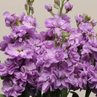 Левкой KATZ LAVENDER BLUE