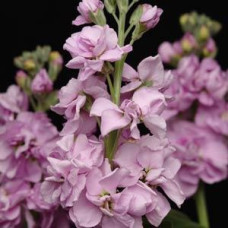 Левкой KATZ LIGHT LAVENDER, 50  шт, PanAmerican