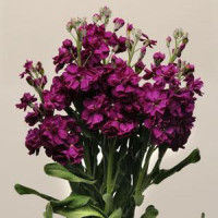 Левкой(Матіола) KATZ PURPLE, 50 шт, PanAmerican
